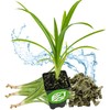 Pandan Live Plant - Pandanus Amaryllifolius - Wellspring Gardens Exquisite