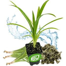 Pandan Live Plant - Pandanus Amaryllifolius - Wellspring Gardens Exquisite Fragrant Herb Great for Nature Lovers, Outdoor Gardens, Vegetable Patches, and Indoor Use - Lush Green Foliage Pandan Leaves