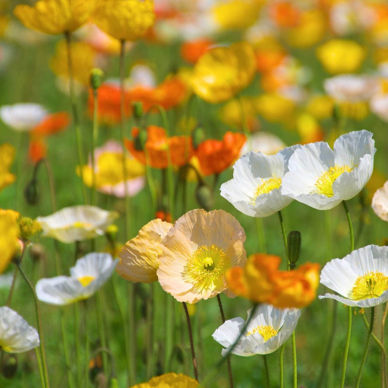 Outsidepride Iceland Poppy Seeds for Planting Outdoors - 5000 Pcs.