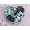 SuperMoss (22361) Living Wreath for Indoor and Outdoor Decor –