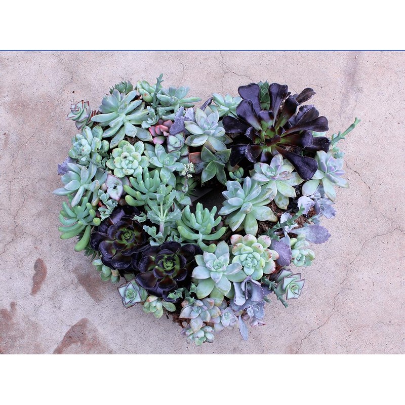 SuperMoss (22361) Living Wreath for Indoor and Outdoor Decor –