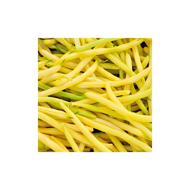 Everwilde Farms - 1/4 Lb Golden Wax Yellow Bean Seeds