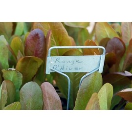 Rouge d' Hiver Lettuce Seeds- French Heirloom- 500+ Seeds