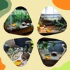 Hermit Crab Water Tank Hermit Crab Habitat Reptile Food Dish
