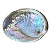 NESSASTORES 20 Abalone Shells 2.5-3.5 Inches | Natural Abalone Shell