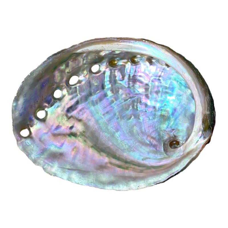 NESSASTORES 20 Abalone Shells 2.5-3.5 Inches | Natural Abalone Shell