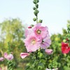 Eden Brothers Hollyhock Seeds - Henry VIII - Pink