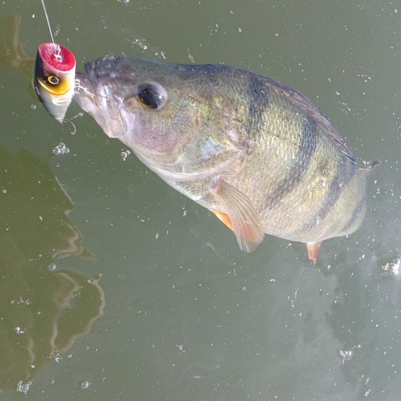 Robinson Fishing Lure for Bass and Pike - Wobbler 60