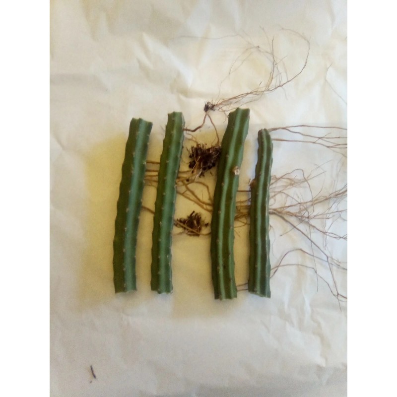 Cactus 20 Night Blooming Cereus Cactus Bulk Cacti Easy to