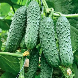 NIKA SEEDS - Vegetable Cucumber Envy of The Neighbors F1 Early for Pickling - 30 Seeds