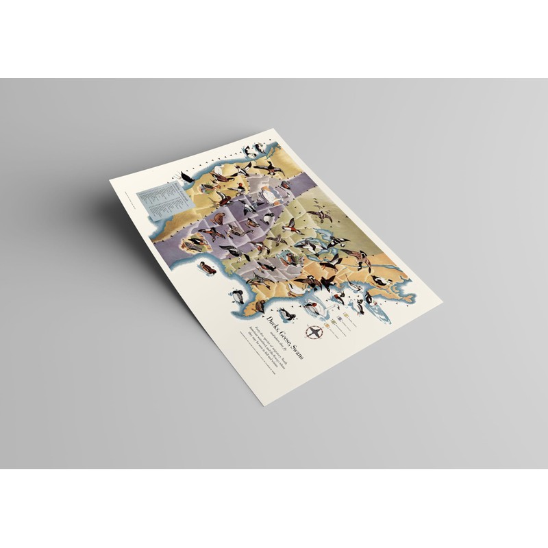 Ducks, Geese & Swans Flyways Map Poster – United States
