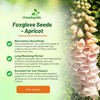 Outsidepride Digitalis Purpurea Apricot Beauty Foxglove Seeds – 5000 Pcs