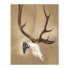Skull Hooker Big Hooker Powder-Coated Steel Short Arm Trophy Mount