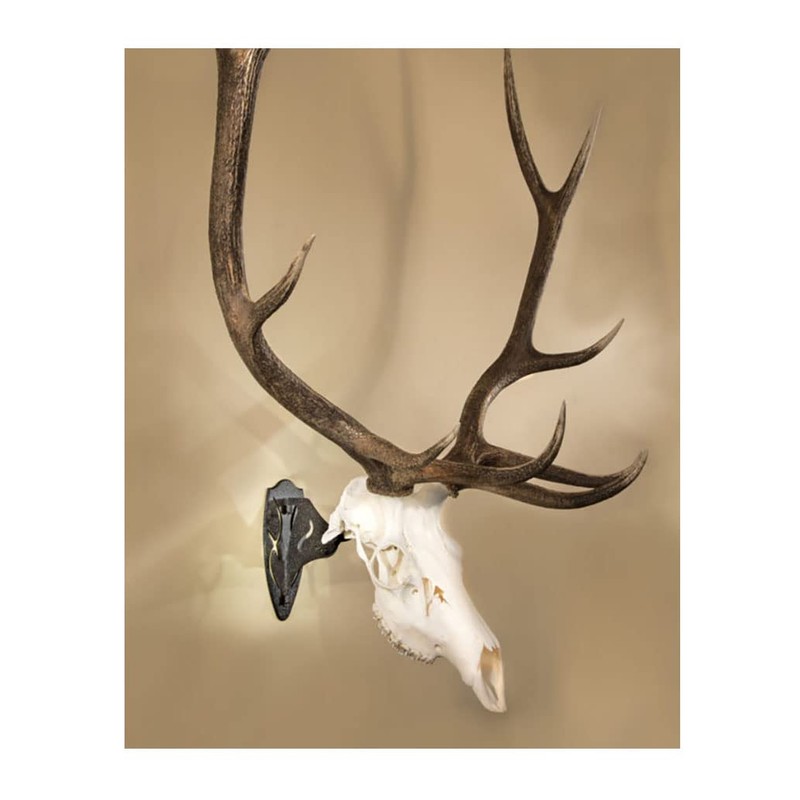 Skull Hooker Big Hooker Powder-Coated Steel Short Arm Trophy Mount