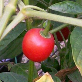 Red Rocoto (Manzano) Chili Pepper Flakes by Magic Plant, 4 Oz – 30K–100K SHU | Fruity Sweet Heat | Peruvian Red Chili for South American Cuisine