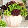 FUN AND GROW SEEDS: Seeds Indoor Lettuce Mix Balcony Non