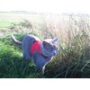 Mynwood Cat Jacket/Harness Red Kitten up to 8 month