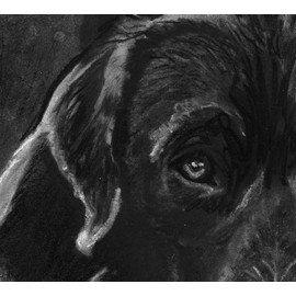 Labrador Gift, Labrador Art, Expressive Black Labrador Retriever Charcoal Drawing, Labrador Owner, Lazy Lab, Choice of size signed by Oscar Jetson (A4)