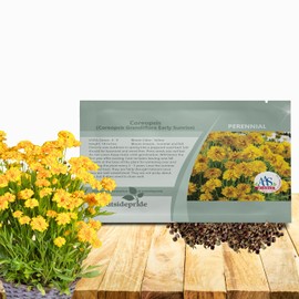 Outsidepride Yellow Early Sunrise Coreopsis Seeds - 250 Seeds Tall, Native, Deer Proof, & Drought Tolerant Perennial Flower Seeds w/Compact Growth Habit & High Adaptability for Soils (AAS Winner)