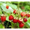 22Day Seeds: Seeds Alpine Strawberry 4 Seasons/Everbearing/All Year Round/Non GMO/Heirloom