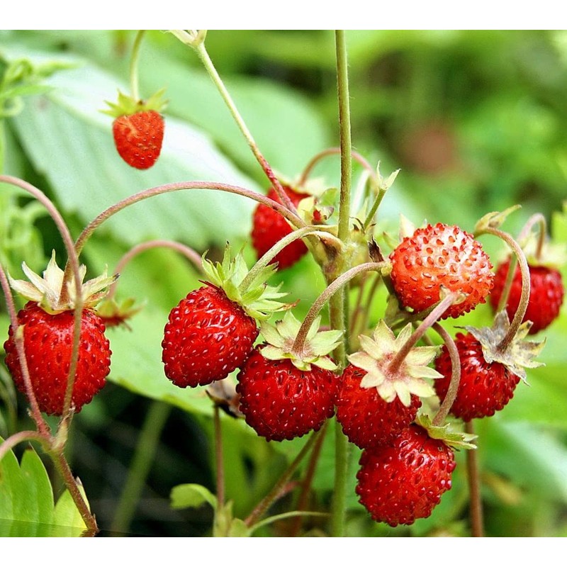 22Day Seeds: Seeds Alpine Strawberry 4 Seasons/Everbearing/All Year Round/Non GMO/Heirloom