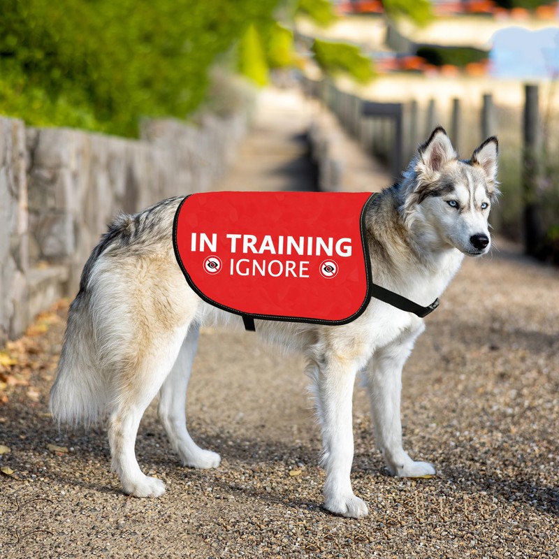 HOLLP Training Dog Jacket Vest In Training Ignore Dog Vest