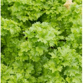 Axel's Garden Seeds Southern Giant Curled Mustard Seeds | Heirloom | Non-GMO | Fresh Herb Seeds - 1 Ounce (Approx 20000 Seeds)