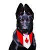 Canada Maple Bandanas for Large and Medium Pets,12×27inch Canadian Dog