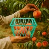 25 Pack Plastic Berry Baskets Strawberry Basket 4-Inch Berry Picking