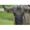 Handmade Blue Wildebeest Taxidermy Reference Photo Cd