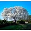 Tree White Flowering Dogwood Tree - 24-36" Tall Live Plant