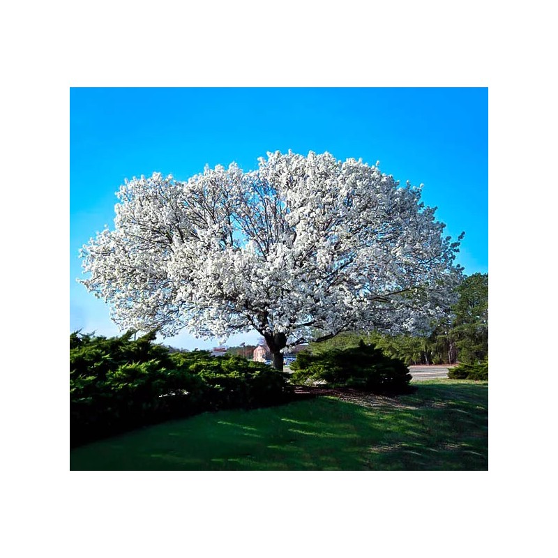 Tree White Flowering Dogwood Tree - 24-36" Tall Live Plant