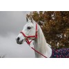 Start Economic Lined Halter for Horses Thoroughbred, Pony - Stable