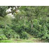 Equator Coffee Roasters Freakin’ Good Coffee – Fair Trade &