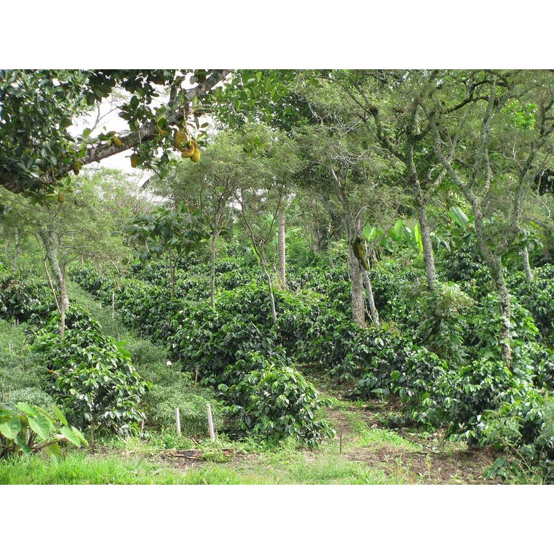 Equator Coffee Roasters Freakin’ Good Coffee – Fair Trade &