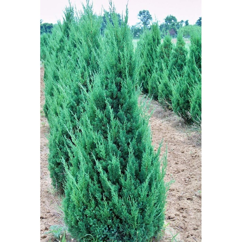 Blue Point Juniper | 3 Large 3 Gallon Trees |