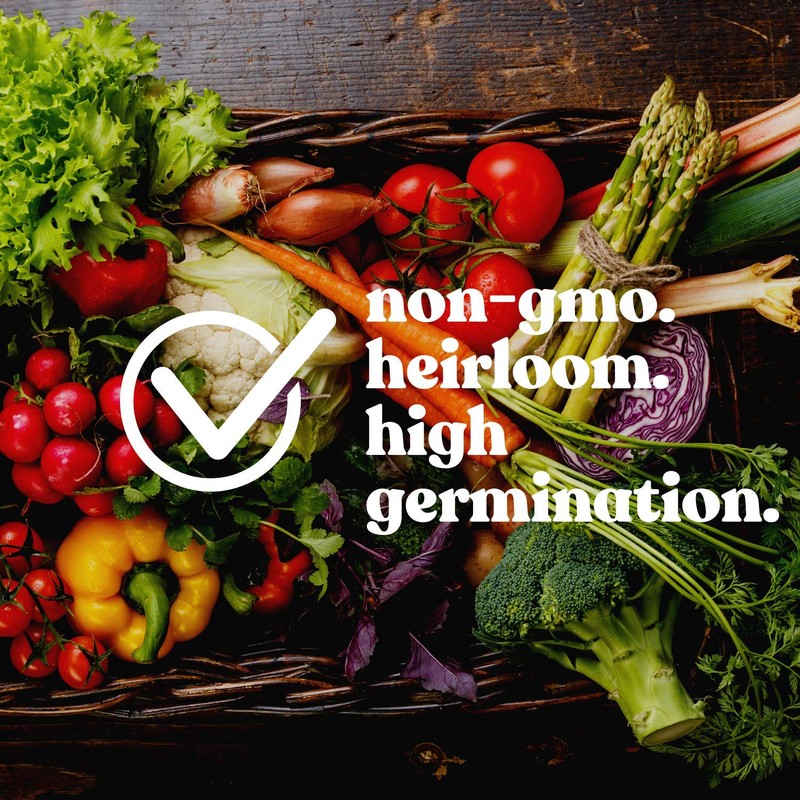 Adzuki Bean Sprouting Seeds - 15 g Packet ~125 Seeds