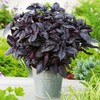 KIRA SEEDS - Seeds Opal Purple Basil - Heirloom Herbs
