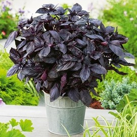 KIRA SEEDS - Seeds Opal Purple Basil - Heirloom Herbs - GMO Free