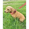 Aeclleca Reflective Dog Collar and Leash Set with Safety Locking