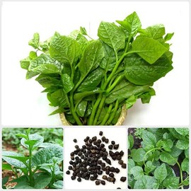 250+ Malabar Spinach Seeds for Planting - Ceylon Spinach Rau Mong TOI Green Stem Malabar Seeds MỒNG TƠI CAO SẢN