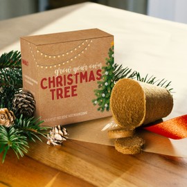 Christmas Tree Growing Set as Advent Calendar Filling - Mini Gift as an Idea for the Advent Calendar for Women and Men - Nordmann Fir for Planting Yourself