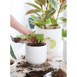 LE TAUCI Ceramic Planters, Set of 3 Plant Pots for Indoor Plants, 8.3+6.9+5.7 inch Flower Pots with Drainage Holes, Medium Cylinder Planters Pot for Indoor House Plants, White