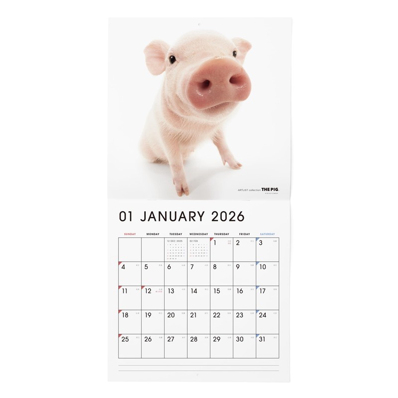 THE PIG Calendar 2026 Wall Calendar Large Size (Pig)