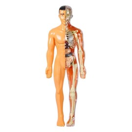 SUQ Science Can Human Body Model for Kids, Human Torso Anatomy Model, Removable Human Body Science Kit for Kids Boys Girls Age 6+, Skeleton