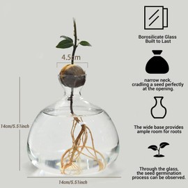 Penbinmall Vaso per fiori in vetro avocado, vaso per fiori in vetro idroponico, decorazione per matrimonio, soggiorno, tavolino da caffè (trasparente)