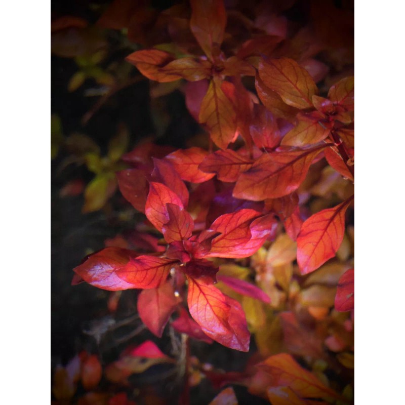 50 Plant Stems Pack - Live Aquatic Freshwater Plants -