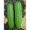 Bitter Gourds Seeds (Asian vegetable) "Green Skin" - 8-10" long