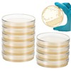 Ciieeo 10Pcs Pre Poured Nutrient Agar Petri Dishes for Science
