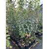 Santiam Nursery Japanese Aomori Toki apple tree, bare root, 青森水蜜桃蘋果，土岐（拓季）